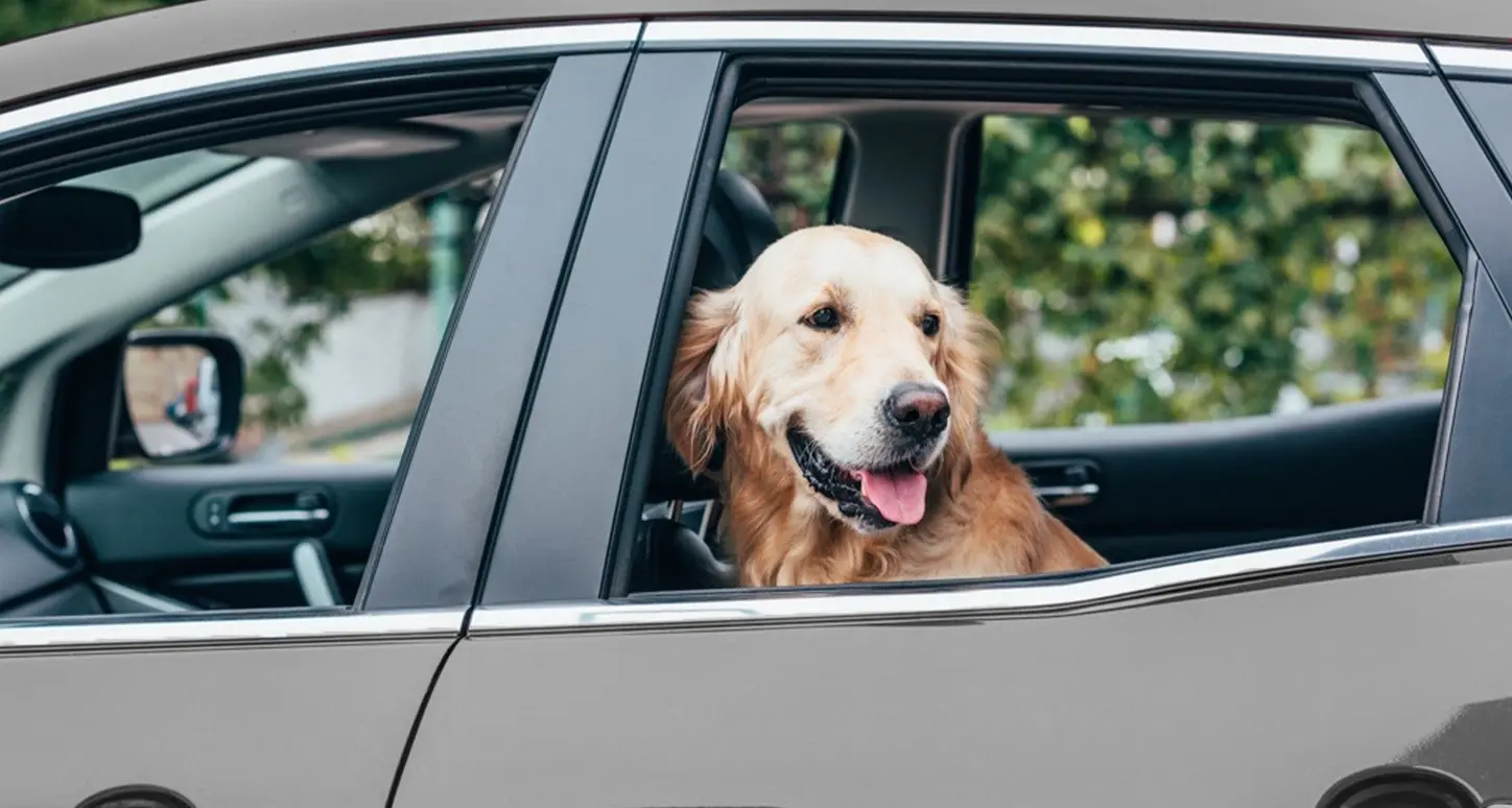 Dog looking out side window of car